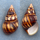 #22 Liguus fasciatus castaneus 53.1mm F++ Dark Hammock, LPK