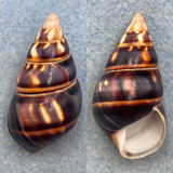 #28 Liguus fasciatus castaneus 42.6mm F+ Dark Hammock, LPK Col. Grimshaw