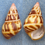 #43 Liguus fasciatus castaneus 38.4mm F+ LPK #63