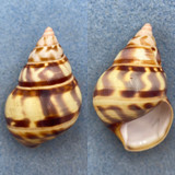 #32 Liguus fasciatus castaneus 47.3mm F++ Deckert Hammock, LPK