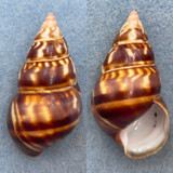 #35 Liguus fasciatus castaneus 55.1mm F++ Sash Hammock