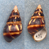 #52 Liguus fasciatus castaneus 43.1mm F+ (Rough Lip) LPK #42 Collected 1931