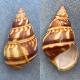 #48 Liguus fasciatus castaneus 50.7mm F++ Long Pine Key, Coll. Humes