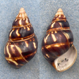 #50 Liguus fasciatus castaneus 44.1mm F++ Long Pine Key #42 Collected 1931