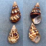 #27 Liguus fasciatus versicolor 39-43mm F+ (Chipped Lips) LPK #56 Col. 1931