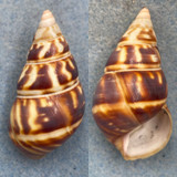 #54 Liguus fasciatus castaneus 44.6mm F+/++ Long Pine Key #22 Coll. 1931