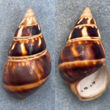 #10 Liguus fasciatus castaneus 45.7mm F+ Long Pine Key #27