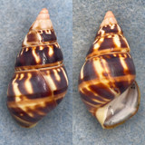 #35 Liguus fasciatus versicolor 40.1mm F+ (Rough Lip) LPK #71 Col. 1933