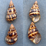 #29 Liguus fasciatus versicolor 42.2-42.3mm F+ (Chipped Lips) LPK #71 Col. 1933