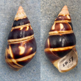 #53 Liguus fasciatus castaneus 42.3mm F+/++ Long Pine Key #58 Coll. 1931