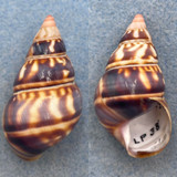 #47 Liguus fasciatus versicolor 43.4mm F++ LPK #38 Coll. 1931