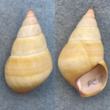 #20 Liguus fasciatus ornatus 41.7mm F+ Pinecrest #88