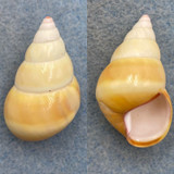 #23 Liguus fasciatus ornatus 36.7mm F+ No Data