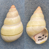 #6 Liguus fasciatus ornatus 42.7mm F+/++ Charles Point, Key Largo 1940s