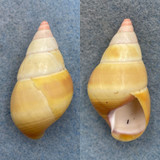 #14 Liguus fasciatus ornatus 42.6mm F+/++ Long Pine Key #26