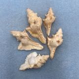 Lot Of Pterochelus acanthopterus 49-64mm Dead Collected, Roebourne, Australia