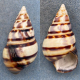 #26 Liguus fasciatus barbouri 56.3mm F+ Pinecrest #55 Collected 1932