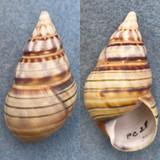 Liguus fasciatus violafumosus RARE 47.9mm F+ (Small Apex Flaw) PC #28 Col. 1931 Liguus fasciatus violafumosus RARE 47.9mm F+ (Small Apex Flaw) PC #28 Col. 1931