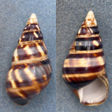 #14 Liguus fasciatus barbouri 48.9mm F++ PC #21 Type Locality, Coll. Grimshaw