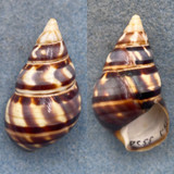 #29 Liguus fasciatus barbouri 42.5mm F++ Pinecrest #55 Collected 1935