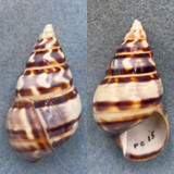 #22 Liguus fasciatus barbouri 51.6mm F+ Pinecrest #15 Collected 1932