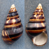 #15 Liguus fasciatus barbouri 48.5mm F+ PC #21 Type Locality, Coll. Grimshaw