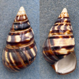 #16 Liguus fasciatus barbouri 47.9mm F++ PC #21 Type Locality, Coll. Grimshaw