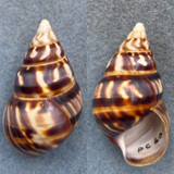 #39 Liguus fasciatus barbouri 46mm F+ Pinecrest #60 Pure Colony, Coll. 1932