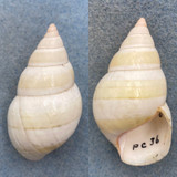 #1 Liguus fasciatus livingstoni 52.7mm F++ Pinecrest #36 Collected 1931