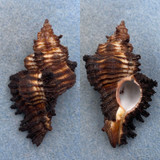 #10 Chicoreus brunneus flavicunda 63.6mm F++ Philippines