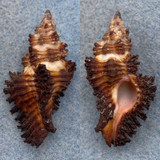 #3 Chicoreus trivialis 40.3mm F++ Eastern Australia