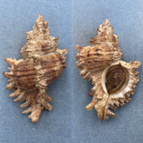 #3 Chicoreus asianus 103.5mm F/+ W/O Tai Mong Bai, Hong Kong 10-15' 1972