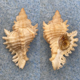 #4 Chicoreus florifer dilectus 28.8mm Juvenile W/O Trawled 15fms Gulf Of Mexico