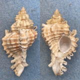 #26 Chicoreus florifer dilectus 50.3mm F+ Sanibel Island, Florida