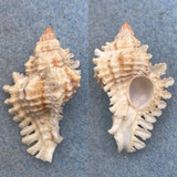 #27 Chicoreus florifer dilectus 37.8mm Juvenile Sanibel Island, Florida