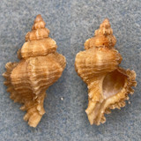 #6 Chicoreus denudatus 32.9mm F++ Victoria, Australia