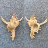 #8 Chicoreus damicornis 26.2mm F+ Cape Moreton, Queensland, Australia 1969