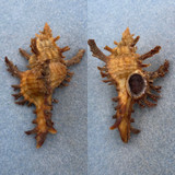 #15 Chicoreus axicornis 65.1mm F++ W/O Townsville, Qld, Australia 20fms