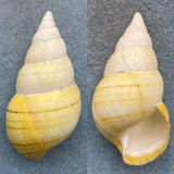 #10 Liguus fasciatus luteus 56.9mm F+ Key Vaca