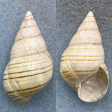 #9 Liguus fasciatus mosieri 49.1mm F+ Long Pine Key Gould Hammock