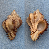 #3 Hexaplex stainforthi 38.7mm F+ Broome, Australia