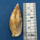 #2 Mitra (Strigatella) Imperialis 48.2mm Philippines From Old Collection