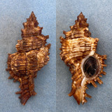 #4 Chicoreus torrefactus 101.1mm F+ W/O Philippines