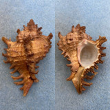 #3 Chicoreus ramosus 68.3mm F++ Zanzibar