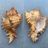 #1 Chicoreus ramosus 111.1mm F+ Ryukyu Is. Japan