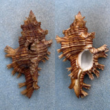 #7 Chicoreus palmarosae 95.3mm F++ Nicobar Islands