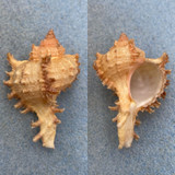 #4 Chicoreus ramosus 47.6mm F++ Zanzibar