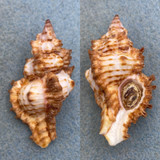#1 Chicoreus strigatus 48.9mm F+ W/O Kii, Japan