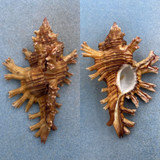 #6 Chicoreus palmarosae 107.1mm F+ Seychelles