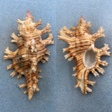 #3 Chicoreus palmarosae 108.2mm F+ W/O Laminusa, Siasi Sulu, Philippines